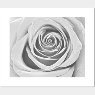 White Rose Flower Detail Macro Posters and Art